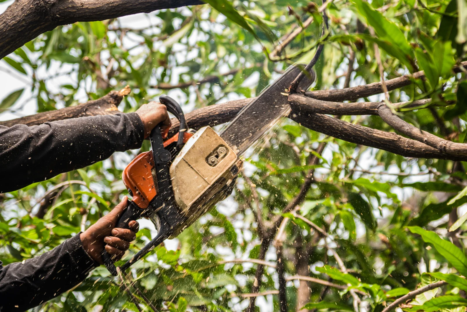 Tree Removal Near Me in Downers Grove